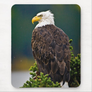 Amerikanska Örn Perched Musmatta