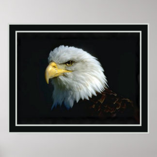 Amerikanska Örn Poster