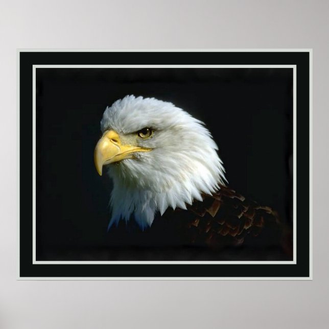 Amerikanska Örn Poster (Framsidan)