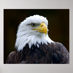 Amerikanska Örn Poster