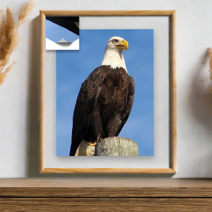 Amerikanska Örn Poster