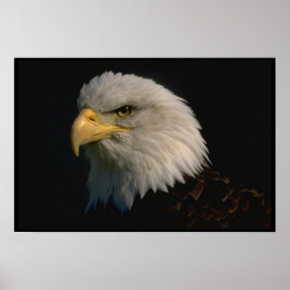 Amerikanska Örn Poster