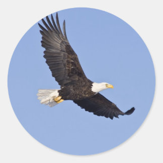 Amerikanska Örn Runt Klistermärke