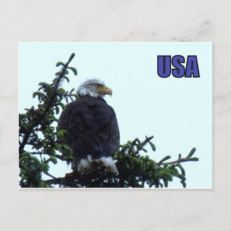 Amerikanska Örn Vykort