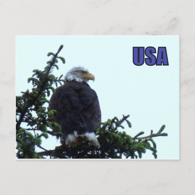 Amerikanska Örn Vykort (Framsida)