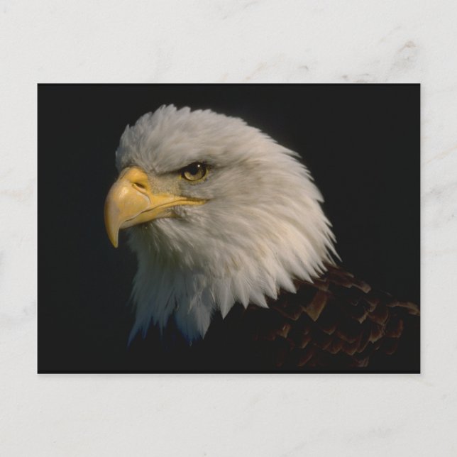 Amerikanska Örn Vykort (Framsida)