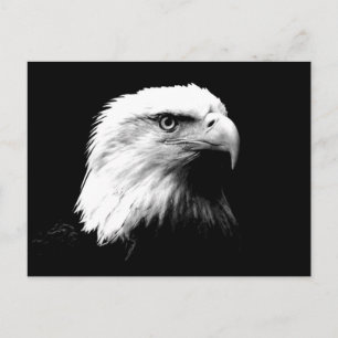Amerikanska Örn Vykort