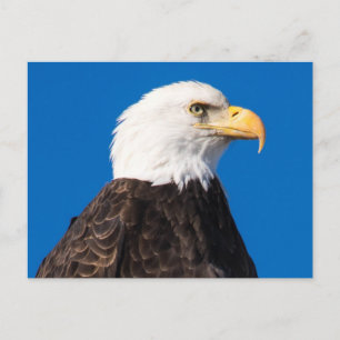 Amerikanska Örn Vykort