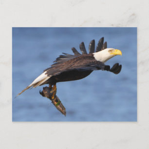 Amerikanska Örn Vykort