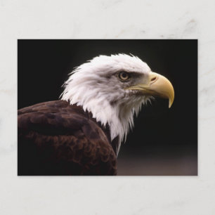 Amerikanska Örn-vykort Vykort