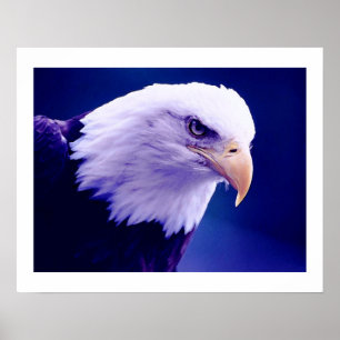 Amerikanska örnar - Havsörnsposters Affischer