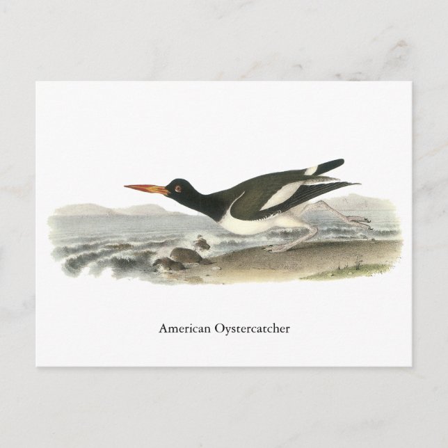 Amerikanska oystercatch, John Audubon Vykort (Framsida)