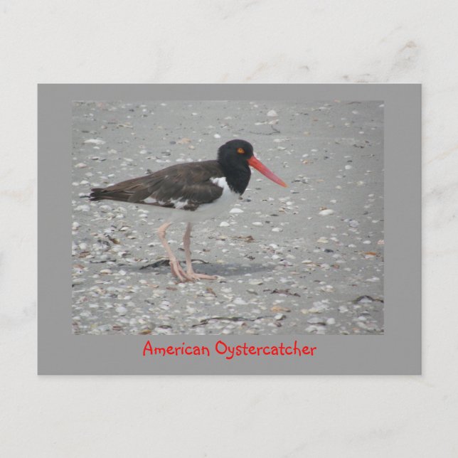 Amerikanska Oystercatcher Vykort (Framsida)