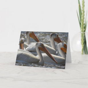 Amerikanska pelikaner Fotografering Filten Kort