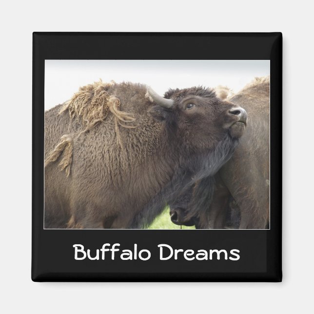 Amerikanska Plains Buffalo Bison Magnet (Framsidan)