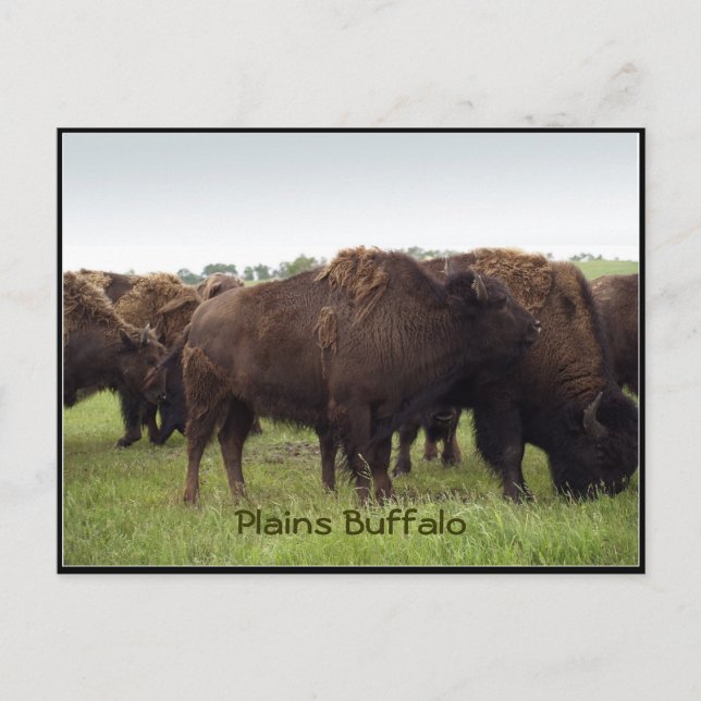 Amerikanska Plains Buffalo Bison Postkort Vykort (Framsida)