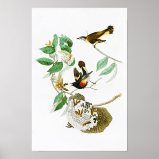Amerikanska Redstart John James Audubon Birds Amer Poster