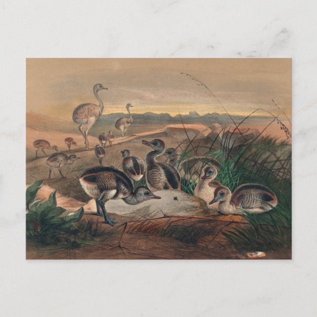 Amerikanska Rhea av Joseph Varg Vykort (Framsida)