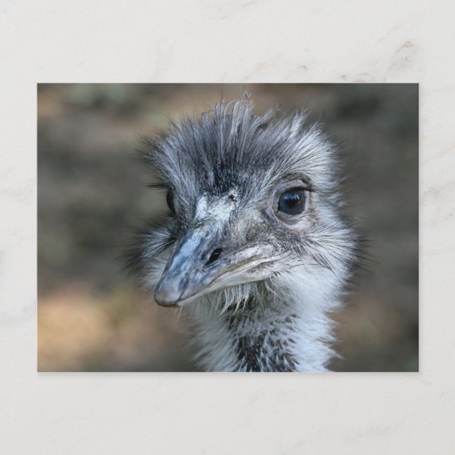Amerikanska Rhea Porträtt Vykort (Framsida)
