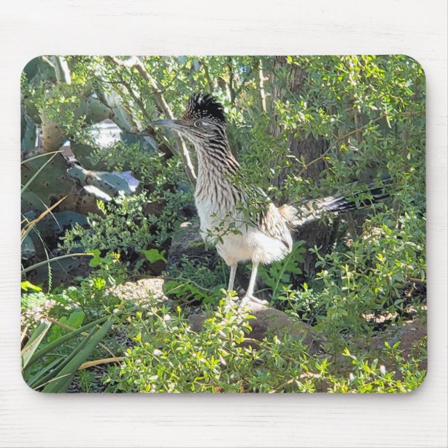 Amerikanska Roadrunner i Arizona Desert Musmatta (Framsidan)