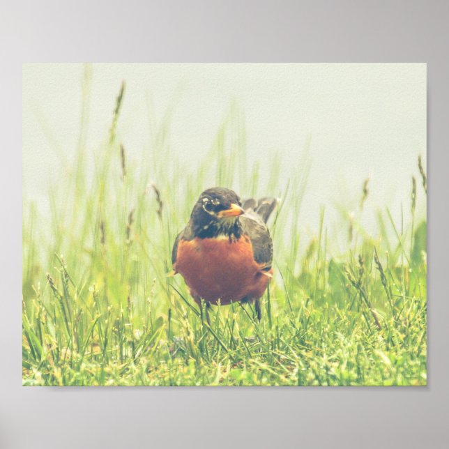 Amerikanska Robin Bird Nature Poster (Framsidan)