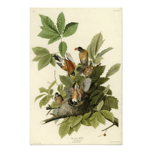 Amerikanska Robin från Audubon's Birds of America Fototryck