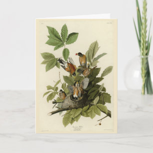 Amerikanska Robin från Audubon's Birds of America Kort