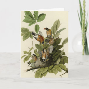 Amerikanska Robin från Audubon's Birds of America Kort