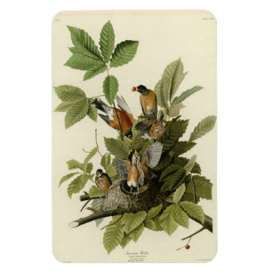 Amerikanska Robin från Audubon's Birds of America Magnet
