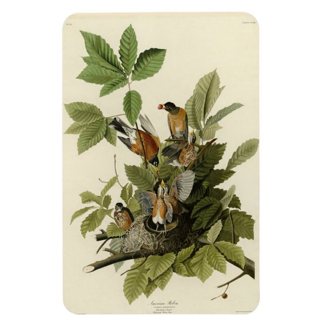 Amerikanska Robin från Audubon's Birds of America Magnet (Vertikal)