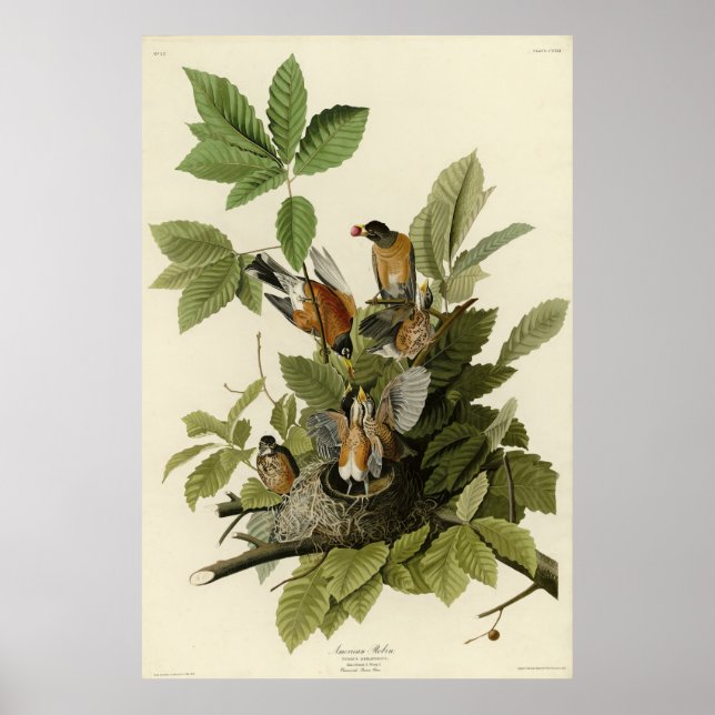 Amerikanska Robin från Audubon's Birds of America Poster (Framsidan)