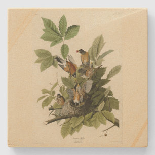 Amerikanska Robin från Audubon's Birds of America Stenunderlägg