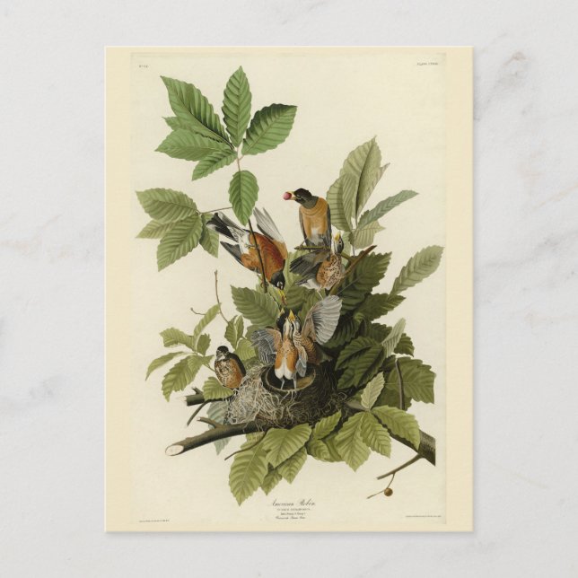 Amerikanska Robin från Audubon's Birds of America Vykort (Framsida)