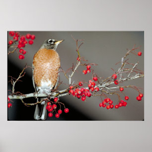 Amerikanska Robin och Red Berries Poster