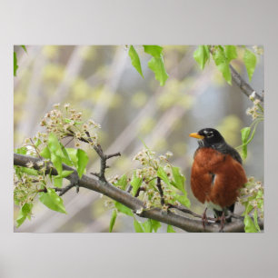 Amerikanska Robin och Vår Blommar Poster