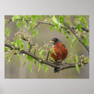Amerikanska Robin och Vår Blommar Poster