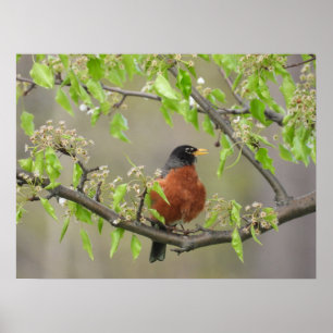 Amerikanska Robin och Vår Blommar Poster