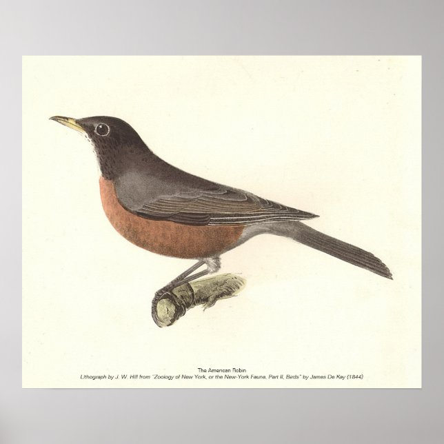 Amerikanska Robin (Turdus migratorius) NY Birds Poster (Framsidan)