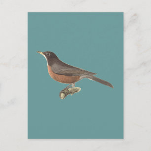 Amerikanska Robin (Turdus migratorius) NY Birds Vykort