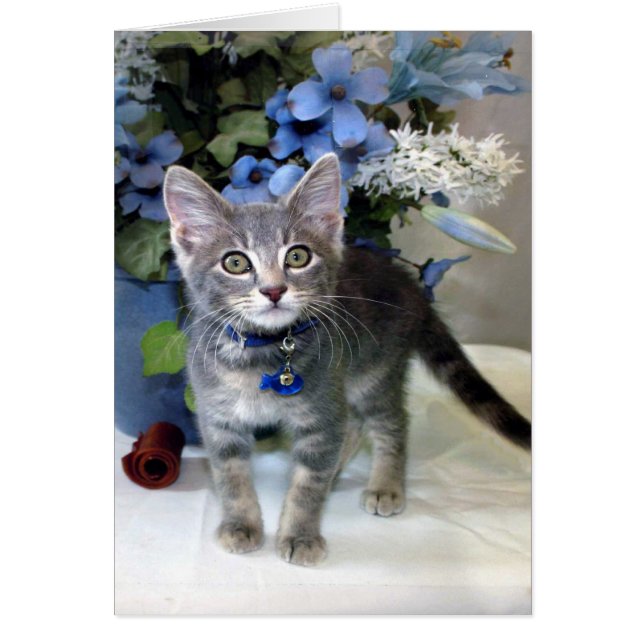 Amerikanska Shorthair Kitten-Tillfällen-kort Hälsningskort (Framsidan)