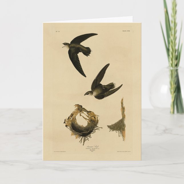 Amerikanska (Skorsten) Swift Audubon, amerikanska  Kort (Framsida)