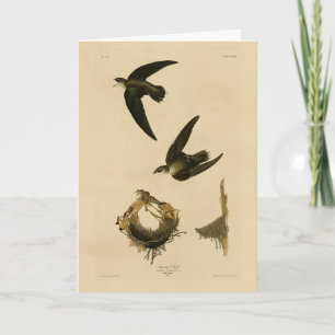 Amerikanska (Skorsten) Swift Audubon, amerikanska  Kort