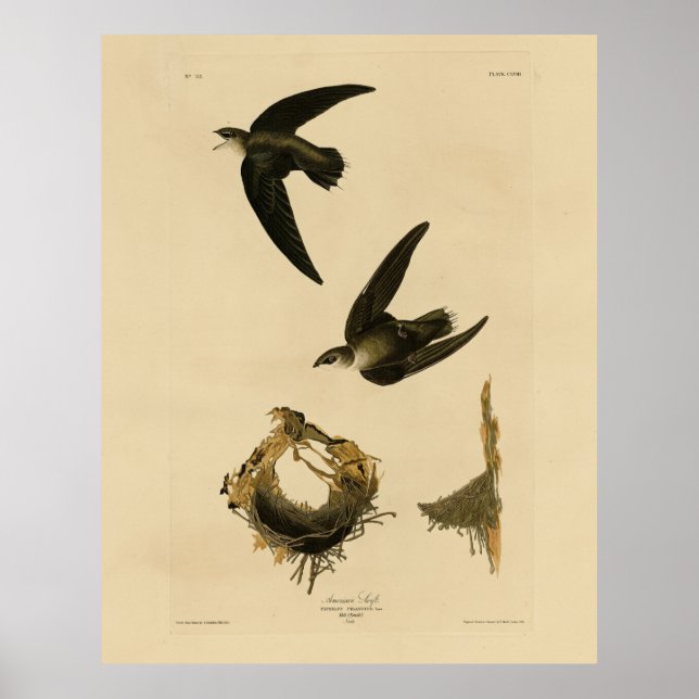 Amerikanska (Skorsten) Swift Audubon, amerikanska  Poster (Framsidan)