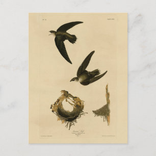 Amerikanska (Skorsten) Swift Audubon, amerikanska  Vykort
