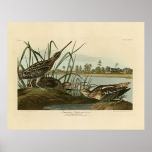 Amerikanska Snipe (Wilson) Audubon's Birds of Amer Poster