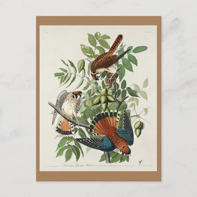 Amerikanska Sparrow Hawk, amerikanska fåglar Vykort (Framsida)