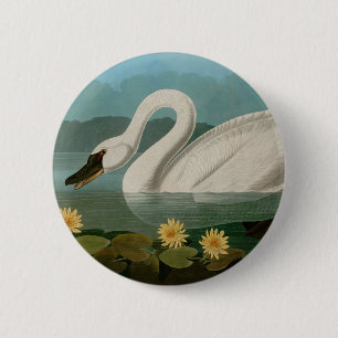 Amerikanska Svan-fåglar i Amerika Audubon Knapp