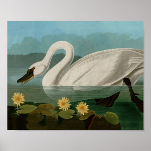 Amerikanska Svan-fåglar i Amerika Audubon Poster
