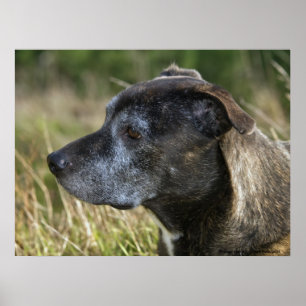 Amerikanska Terrier-utskrifter Poster
