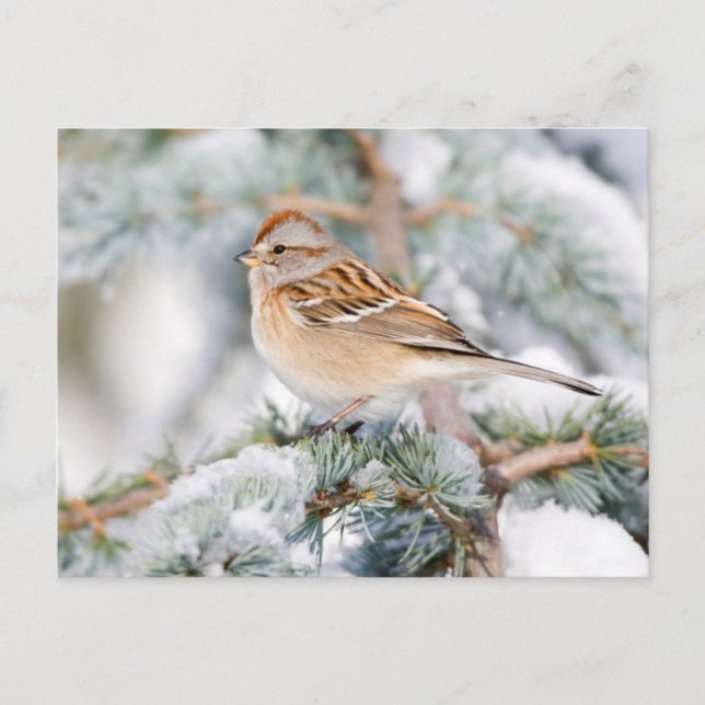 Amerikanska Träd Sparrow på vintern Vykort (Framsida)